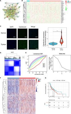 An Immunogenic Cell Death-Related Classification Predicts Prognosis and Response to Immunotherapy in Head and Neck Squamous Cell Carcinoma